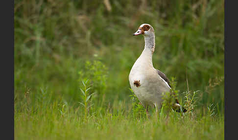 Nilgans (Alopochen aegyptiacus)