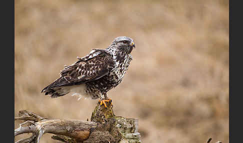 Rauhfußbussard (Buteo lagopus)