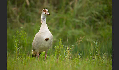 Nilgans (Alopochen aegyptiacus)