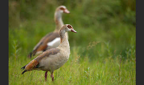 Nilgans (Alopochen aegyptiacus)