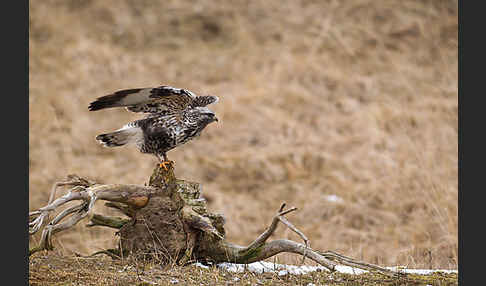 Rauhfußbussard (Buteo lagopus)