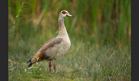 Nilgans (Alopochen aegyptiacus)