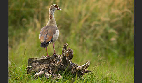 Nilgans (Alopochen aegyptiacus)