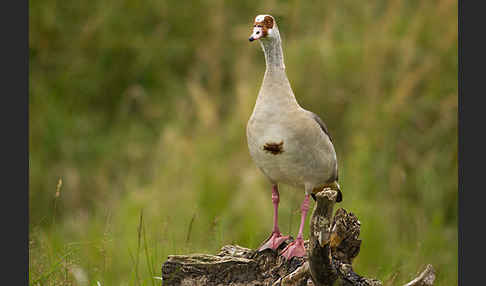 Nilgans (Alopochen aegyptiacus)