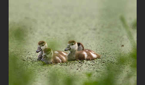 Nilgans (Alopochen aegyptiacus)