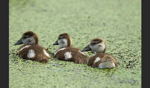 Nilgans (Alopochen aegyptiacus)