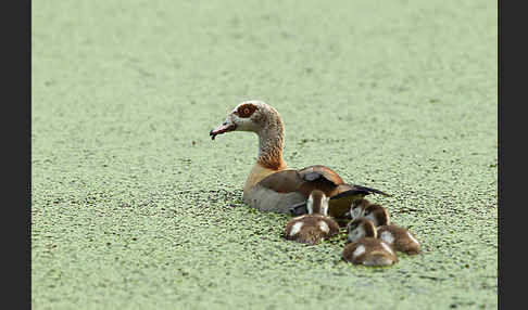 Nilgans (Alopochen aegyptiacus)