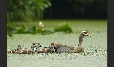 Nilgans (Alopochen aegyptiacus)