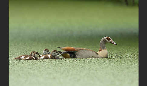 Nilgans (Alopochen aegyptiacus)