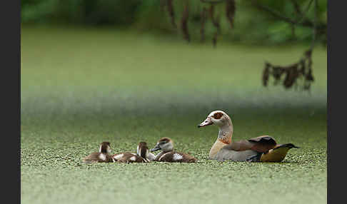 Nilgans (Alopochen aegyptiacus)