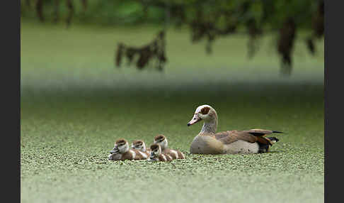 Nilgans (Alopochen aegyptiacus)