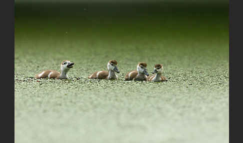 Nilgans (Alopochen aegyptiacus)