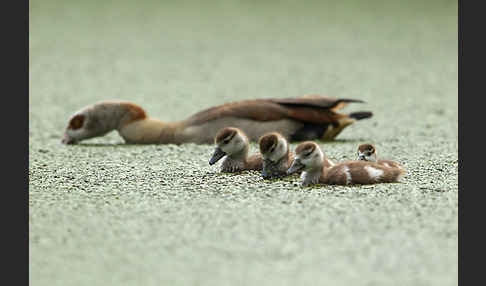 Nilgans (Alopochen aegyptiacus)