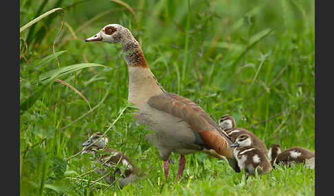 Nilgans (Alopochen aegyptiacus)