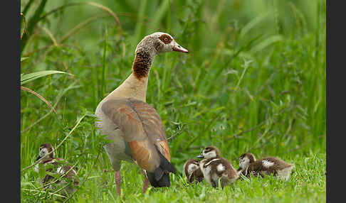 Nilgans (Alopochen aegyptiacus)