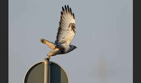 Rauhfußbussard (Buteo lagopus)