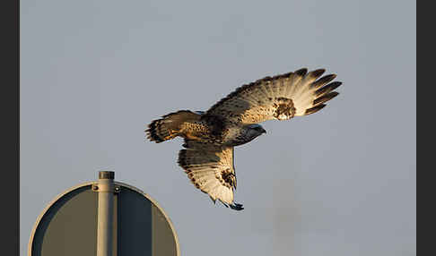 Rauhfußbussard (Buteo lagopus)