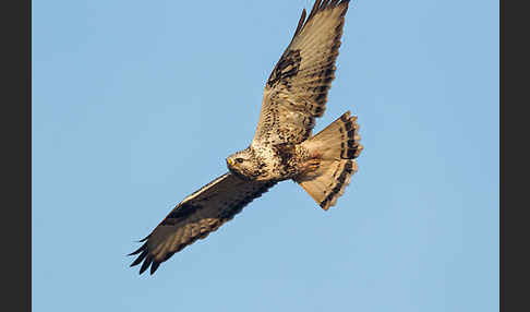 Rauhfußbussard (Buteo lagopus)