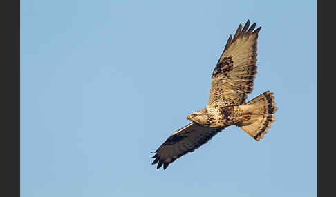 Rauhfußbussard (Buteo lagopus)