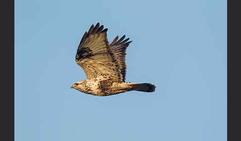 Rauhfußbussard (Buteo lagopus)