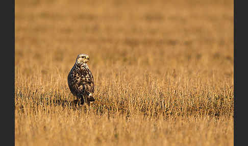 Rauhfußbussard (Buteo lagopus)