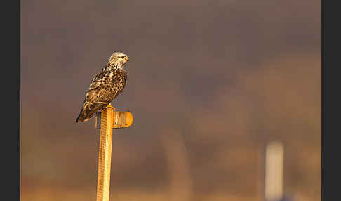 Rauhfußbussard (Buteo lagopus)