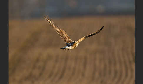 Rauhfußbussard (Buteo lagopus)