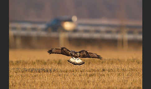 Rauhfußbussard (Buteo lagopus)