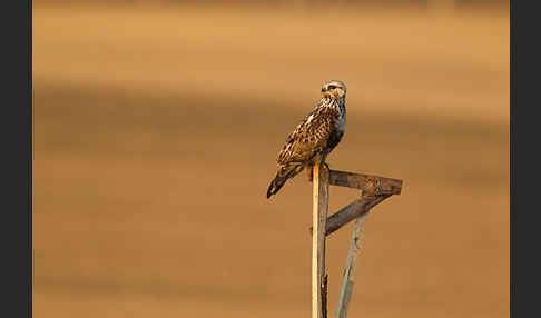 Rauhfußbussard (Buteo lagopus)