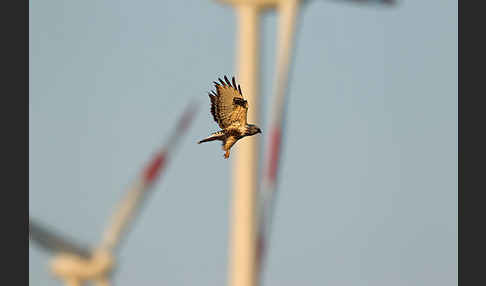 Rauhfußbussard (Buteo lagopus)