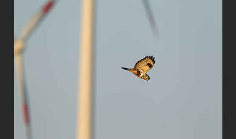 Rauhfußbussard (Buteo lagopus)