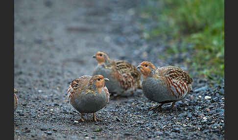 Rebhuhn (Perdix perdix)