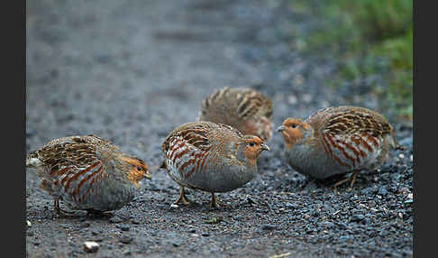 Rebhuhn (Perdix perdix)