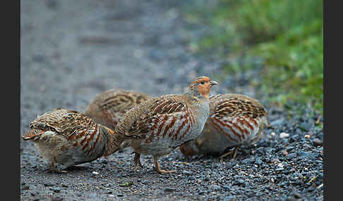 Rebhuhn (Perdix perdix)