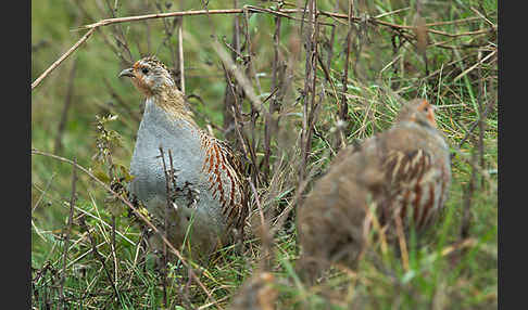 Rebhuhn (Perdix perdix)