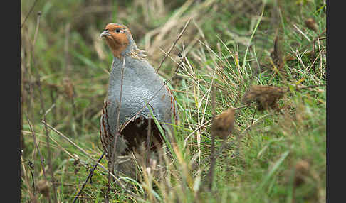 Rebhuhn (Perdix perdix)