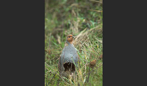 Rebhuhn (Perdix perdix)