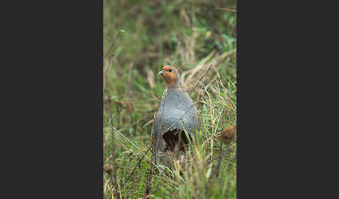 Rebhuhn (Perdix perdix)