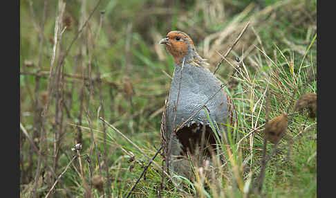 Rebhuhn (Perdix perdix)