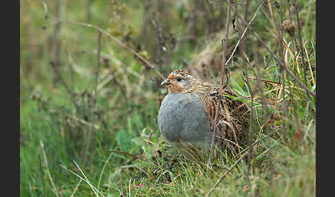 Rebhuhn (Perdix perdix)