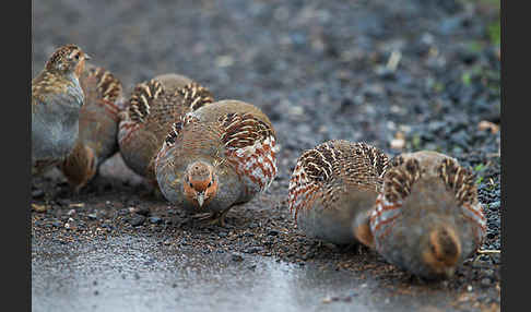 Rebhuhn (Perdix perdix)