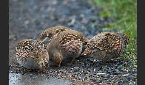 Rebhuhn (Perdix perdix)