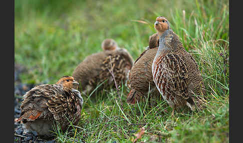 Rebhuhn (Perdix perdix)