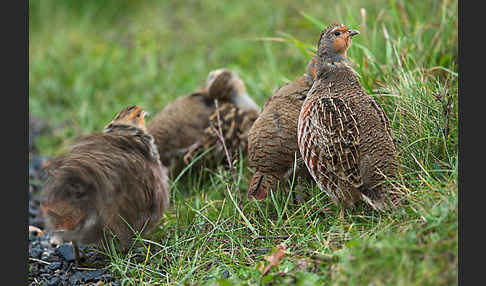 Rebhuhn (Perdix perdix)