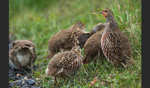 Rebhuhn (Perdix perdix)