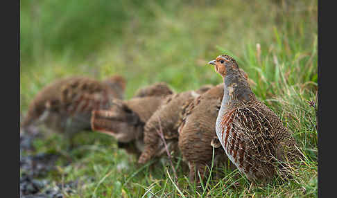 Rebhuhn (Perdix perdix)