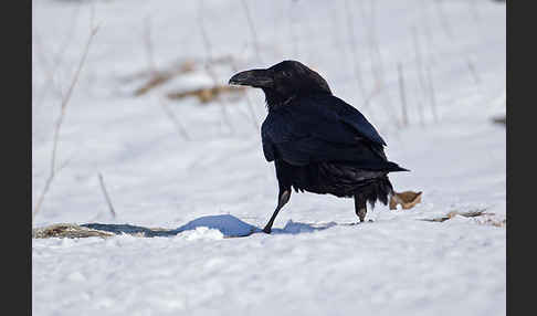 Rabenkrähe (Corvus corone corone)
