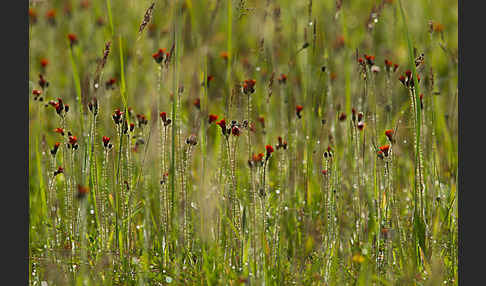 Orangerotes Habichtskraut (Hieracium aurantiacum)