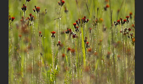 Orangerotes Habichtskraut (Hieracium aurantiacum)