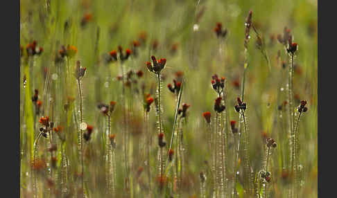 Orangerotes Habichtskraut (Hieracium aurantiacum)